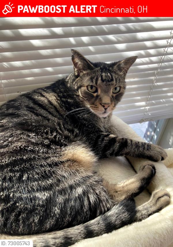Lost Male Cat last seen Near Locust Lane, Cincinnati, OH 45243
