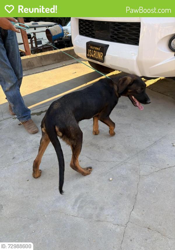 Reunited Male Dog last seen Rica Vista, San Jose, CA 95127