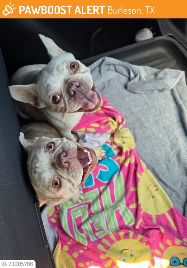Found/Stray Female Dog last seen Burleson, Burleson, TX 76028