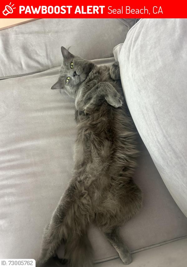 Lost Male Cat last seen Near 12th st seal beach. Last seen on the corner of that hse. Not sure which was he went., Seal Beach, CA 90740