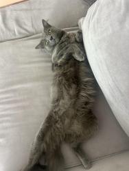 Lost Male Cat last seen Near 12th st seal beach. Last seen on the corner of that hse. Not sure which was he went., Seal Beach, CA 90740