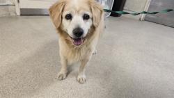 Shelter Stray Male Dog last seen Near BLOCK COMMERCE WY, GRAND TERRACE, CA 92313, 6851 Van Buren Boulevard, Jurupa Valley, CA 92509, USA