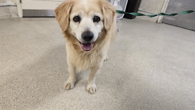 Shelter Stray Male Dog last seen Near BLOCK COMMERCE WY, GRAND TERRACE, CA 92313, 6851 Van Buren Boulevard, Jurupa Valley, CA 92509, USA
