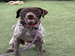 Shelter Stray Male Dog last seen FOUND ON D ST, 2481 Palomar Airport Rd, Carlsbad, CA 92011, USA