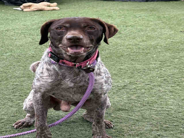 Shelter Stray Male Dog last seen FOUND ON D ST, 2481 Palomar Airport Rd, Carlsbad, CA 92011, USA