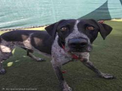 Shelter Stray Male Dog last seen FOUND ON D ST, 2481 Palomar Airport Rd, Carlsbad, CA 92011, USA