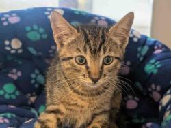 Shelter Stray Male Cat last seen , 5821 Sweetwater Rd, Bonita, CA 91902, USA