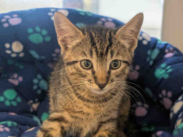 Shelter Stray Male Cat last seen , 5821 Sweetwater Rd, Bonita, CA 91902, USA