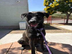 Shelter Stray Male Dog last seen FOUND ON D ST, 2481 Palomar Airport Rd, Carlsbad, CA 92011, USA