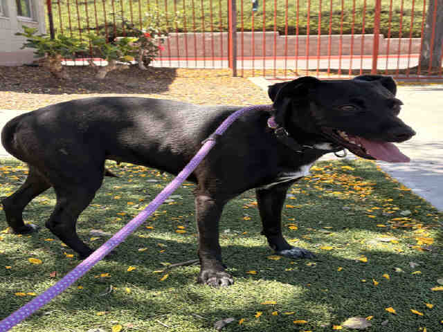 Shelter Stray Female Dog last seen FOUND ON D ST, 2481 Palomar Airport Rd, Carlsbad, CA 92011, USA