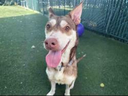 Shelter Stray Female Dog last seen VIA DEL CABALLO, 5821 Sweetwater Rd, Bonita, CA 91902, USA