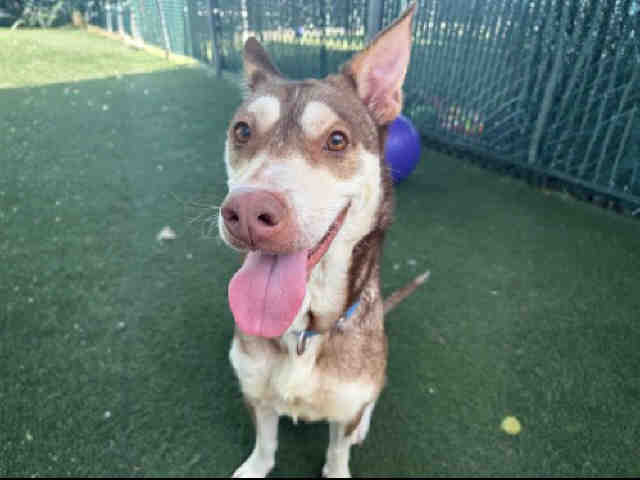 Shelter Stray Female Dog last seen VIA DEL CABALLO, 5821 Sweetwater Rd, Bonita, CA 91902, USA