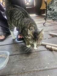 Found/Stray Unknown Cat last seen RT 711 and Watkins Landing Rd, Powhatan County, VA 23113