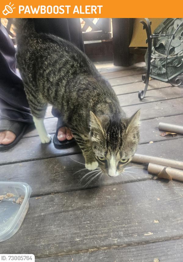 Found/Stray Unknown Cat last seen RT 711 and Watkins Landing Rd, Powhatan County, VA 23113