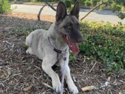 Shelter Stray Female Dog last seen , 5821 Sweetwater Rd, Bonita, CA 91902, USA