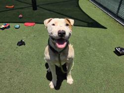 Shelter Stray Male Dog last seen LAKE WOHLFORD, 2481 Palomar Airport Rd, Carlsbad, CA 92011, USA