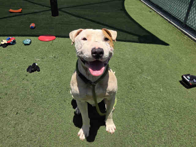 Shelter Stray Male Dog last seen LAKE WOHLFORD, 2481 Palomar Airport Rd, Carlsbad, CA 92011, USA