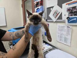 Shelter Stray Female Cat last seen MONSERATE/GIRD RD/LAKE TREE DR, 2481 Palomar Airport Rd, Carlsbad, CA 92011, USA