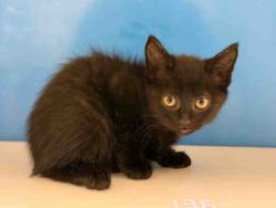 Shelter Stray Male Cat last seen , 5821 Sweetwater Rd, Bonita, CA 91902, USA