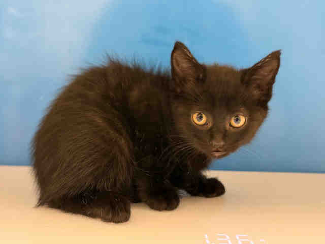 Shelter Stray Male Cat last seen , 5821 Sweetwater Rd, Bonita, CA 91902, USA