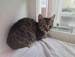Shelter Stray Female Cat last seen MONSERATE/GIRD RD/LAKE TREE DR, 2481 Palomar Airport Rd, Carlsbad, CA 92011, USA
