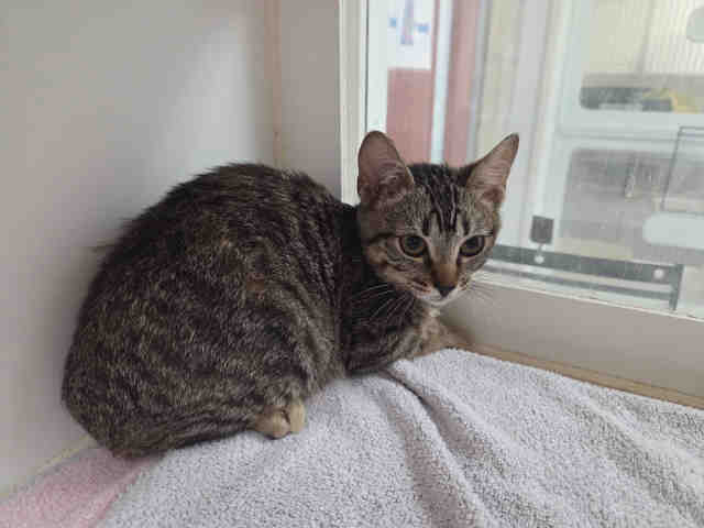 Shelter Stray Female Cat last seen MONSERATE/GIRD RD/LAKE TREE DR, 2481 Palomar Airport Rd, Carlsbad, CA 92011, USA