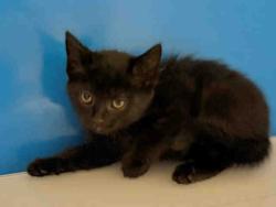 Shelter Stray Female Cat last seen , 5821 Sweetwater Rd, Bonita, CA 91902, USA