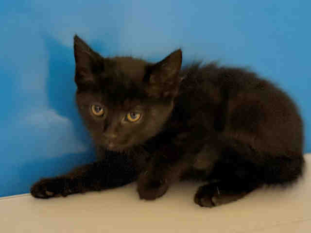 Shelter Stray Female Cat last seen , 5821 Sweetwater Rd, Bonita, CA 91902, USA
