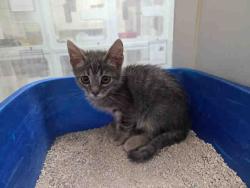 Shelter Stray Male Cat last seen MONSERATE/GIRD RD/LAKE TREE DR, 2481 Palomar Airport Rd, Carlsbad, CA 92011, USA
