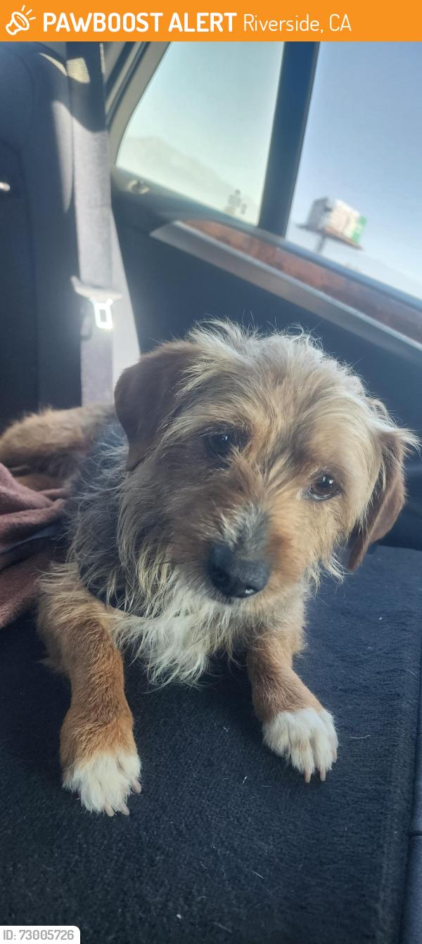 Found/Stray Male Dog last seen Sierra and volcano , Riverside, CA 92509