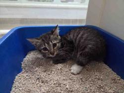 Shelter Stray Male Cat last seen MONSERATE/GIRD RD/LAKE TREE DR, 2481 Palomar Airport Rd, Carlsbad, CA 92011, USA