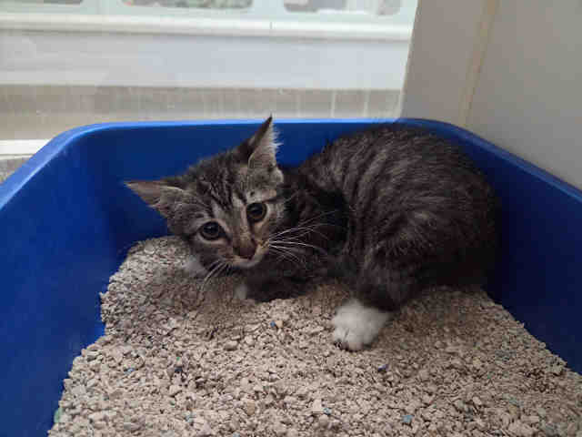Shelter Stray Male Cat last seen MONSERATE/GIRD RD/LAKE TREE DR, 2481 Palomar Airport Rd, Carlsbad, CA 92011, USA