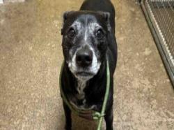 Shelter Stray Female Dog last seen JAMACHA BLVD, 5821 Sweetwater Rd, Bonita, CA 91902, USA