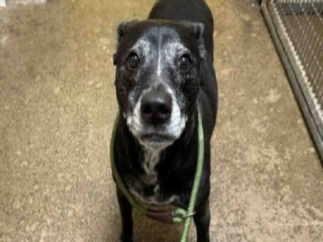 Shelter Stray Female Dog last seen JAMACHA BLVD, 5821 Sweetwater Rd, Bonita, CA 91902, USA