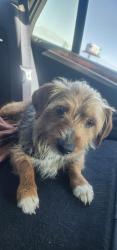 Found/Stray Male Dog last seen Sierra and volcano , Riverside, CA 92509