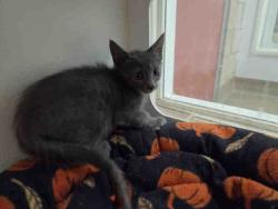 Shelter Stray Male Cat last seen MONSERATE/GIRD RD/LAKE TREE DR, 2481 Palomar Airport Rd, Carlsbad, CA 92011, USA