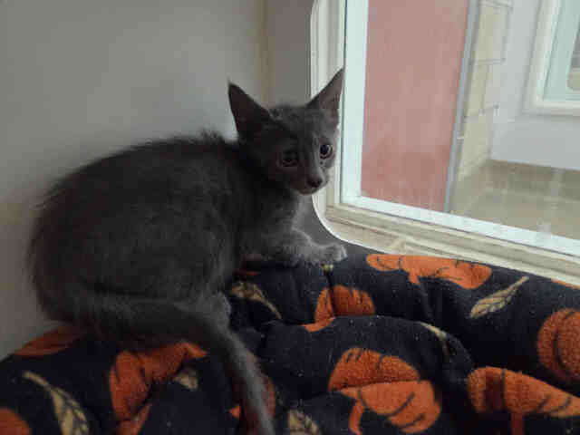 Shelter Stray Male Cat last seen MONSERATE/GIRD RD/LAKE TREE DR, 2481 Palomar Airport Rd, Carlsbad, CA 92011, USA
