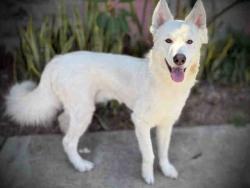 Shelter Stray Male Dog last seen , 5821 Sweetwater Rd, Bonita, CA 91902, USA