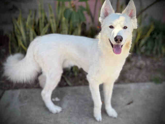 Shelter Stray Male Dog last seen , 5821 Sweetwater Rd, Bonita, CA 91902, USA
