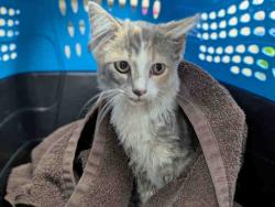 Shelter Stray Female Cat last seen VIA ALEGRE, 2481 Palomar Airport Rd, Carlsbad, CA 92011, USA
