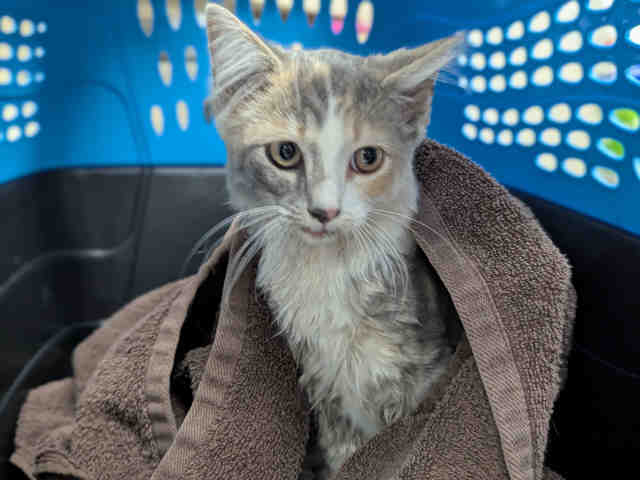Shelter Stray Female Cat last seen VIA ALEGRE, 2481 Palomar Airport Rd, Carlsbad, CA 92011, USA