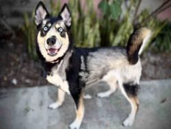 Shelter Stray Female Dog last seen , 5821 Sweetwater Rd, Bonita, CA 91902, USA
