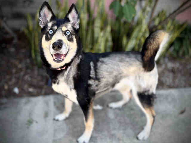 Shelter Stray Female Dog last seen , 5821 Sweetwater Rd, Bonita, CA 91902, USA