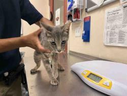 Shelter Stray Female Cat last seen COLE GRADE RD & VALLEY CENTER RD, 2481 Palomar Airport Rd, Carlsbad, CA 92011, USA