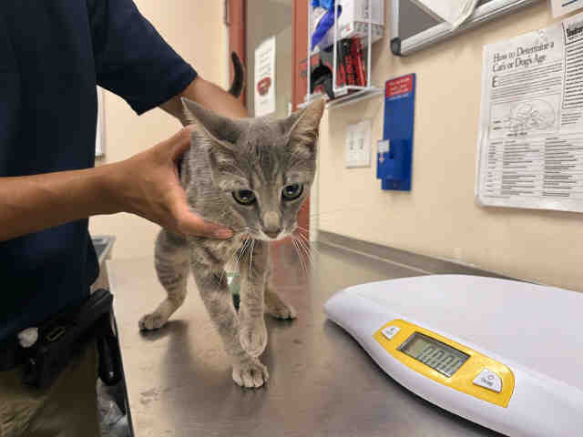 Shelter Stray Female Cat last seen COLE GRADE RD & VALLEY CENTER RD, 2481 Palomar Airport Rd, Carlsbad, CA 92011, USA