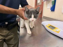 Shelter Stray Female Cat last seen COLE GRADE RD & VALLEY CENTER RD, 2481 Palomar Airport Rd, Carlsbad, CA 92011, USA