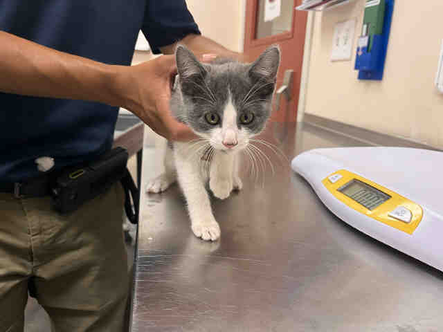 Shelter Stray Female Cat last seen COLE GRADE RD & VALLEY CENTER RD, 2481 Palomar Airport Rd, Carlsbad, CA 92011, USA