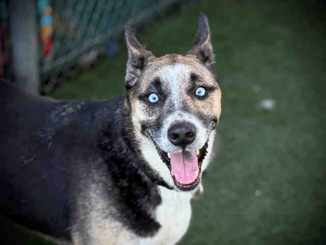 Shelter Stray Male Dog last seen , 5821 Sweetwater Rd, Bonita, CA 91902, USA