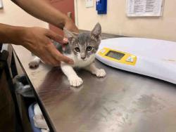 Shelter Stray Male Cat last seen COLE GRADE RD & VALLEY CENTER RD, 2481 Palomar Airport Rd, Carlsbad, CA 92011, USA