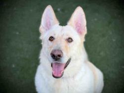 Shelter Stray Male Dog last seen , 5821 Sweetwater Rd, Bonita, CA 91902, USA